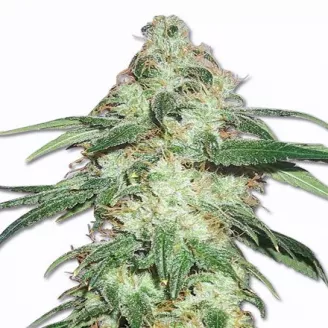 Сорт семян конопли Pound Cake Auto Fem.