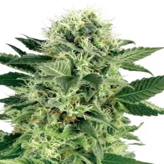 Сорт семян конопли Pink Rozay Fem.